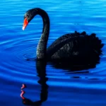 Black Swan Destroys The Data Center Narrative